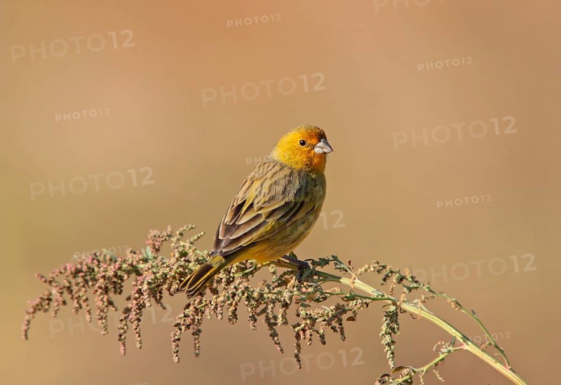 Saffron finch