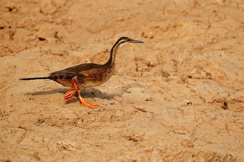 Bulafrican finfoot
