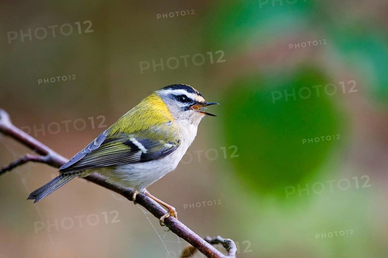 Firecrest