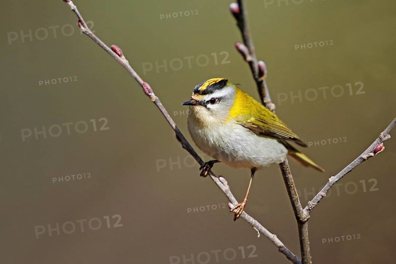 Common firecrest