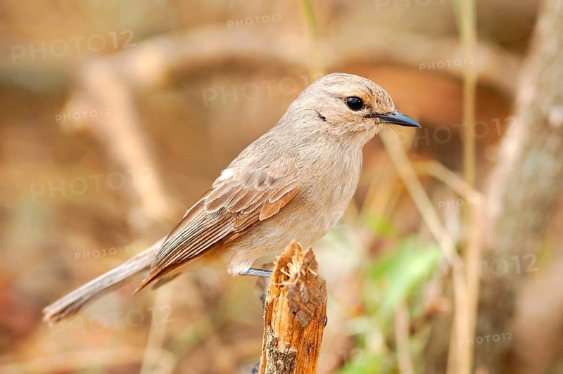 Grey Flycatcher