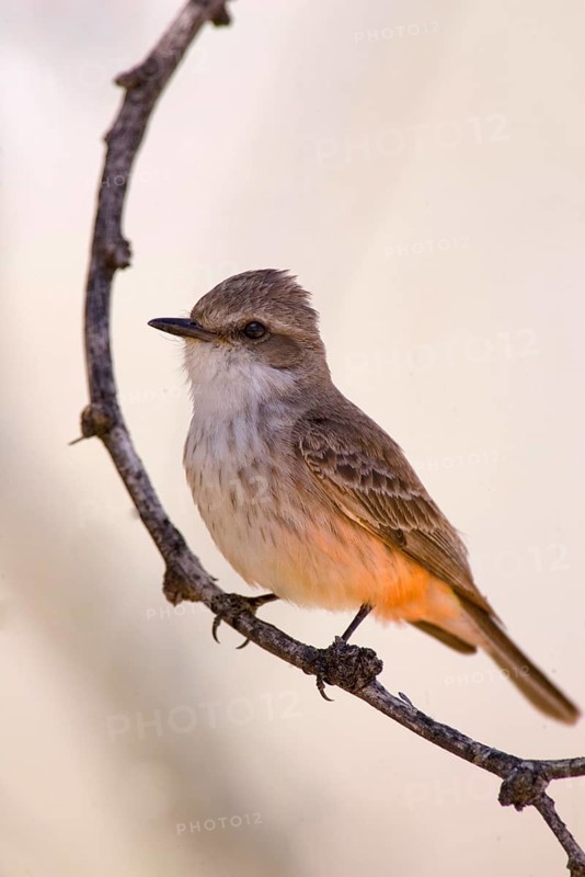 Vermilion Flycatcher