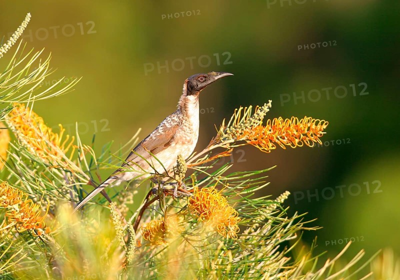 Noisy friarbird