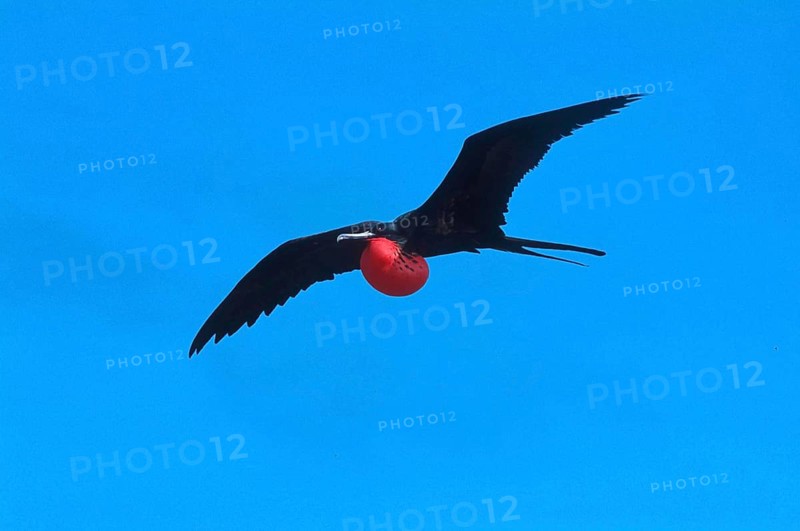 Banded Frigatebird