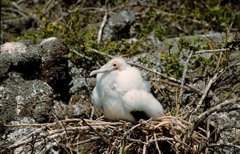 Banded Frigatebird