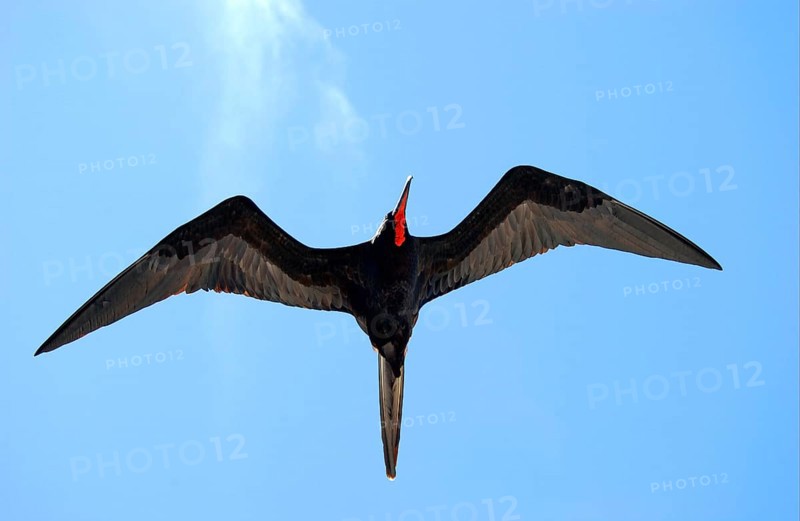 Banded Frigatebird