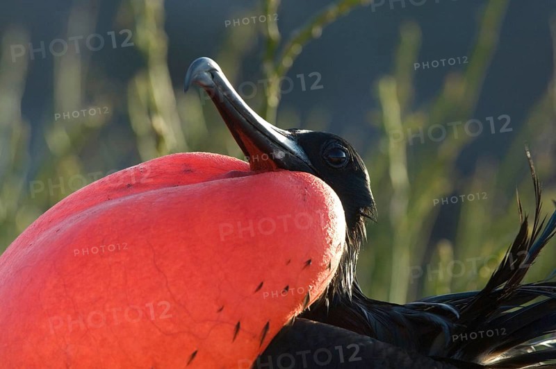 Banded Frigatebird