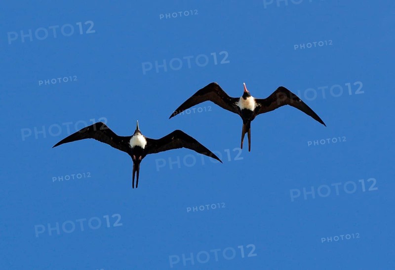 Lesser Frigatebird