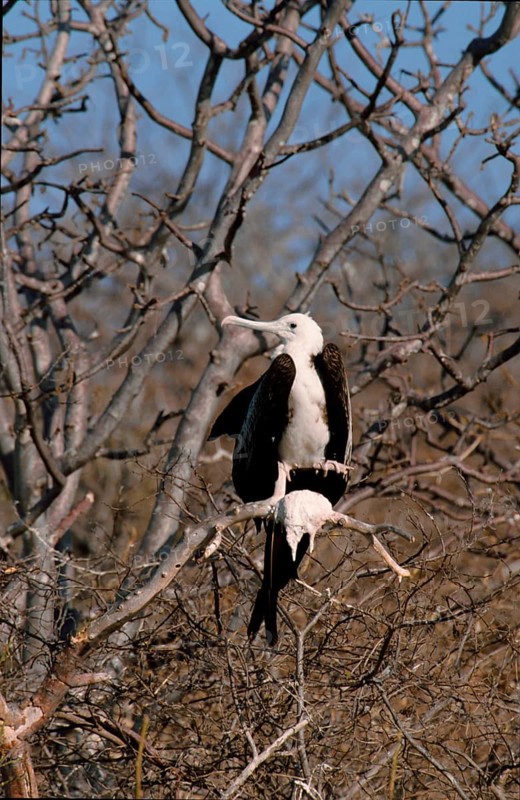Magnificent Frigatebird