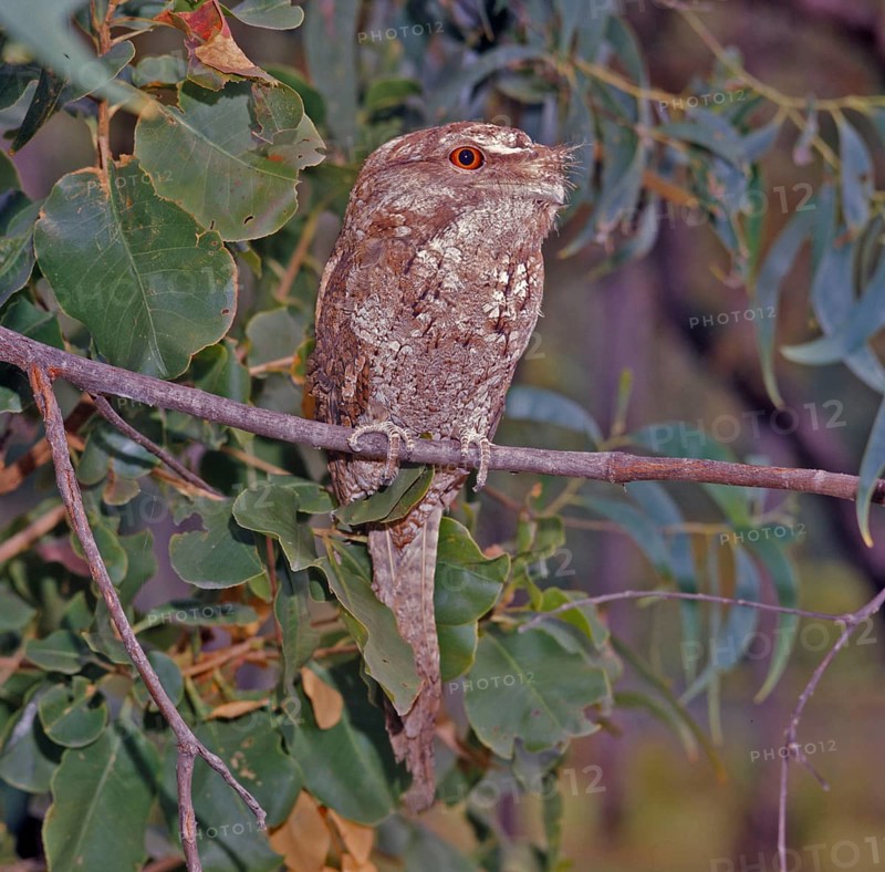 Papuan frogmouth