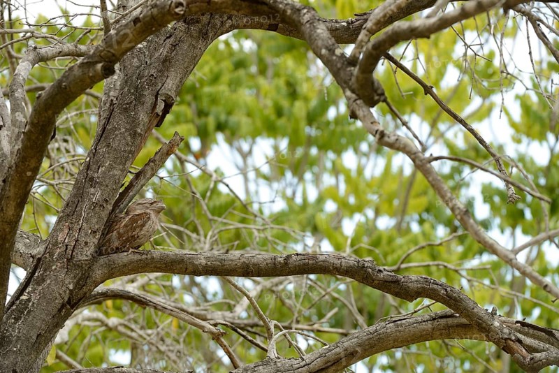 Tawny tawny frogmouth