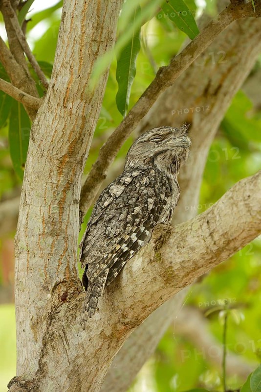 Tawny tawny frogmouth