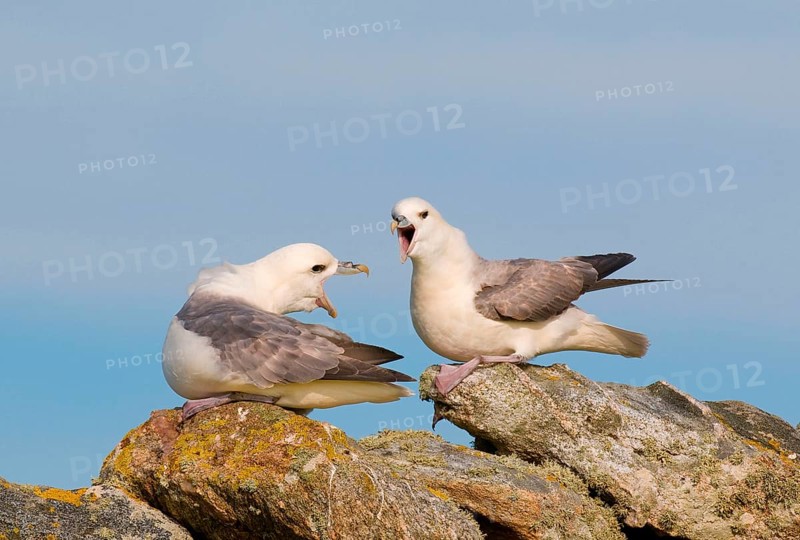 Northern Fulmar