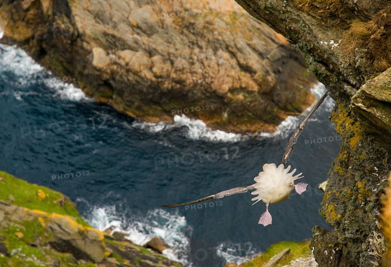 Northern Fulmar
