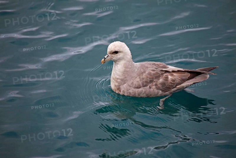 Northern fulmar