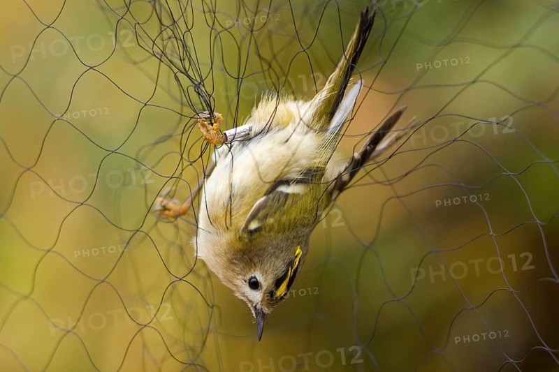 Goldcrest