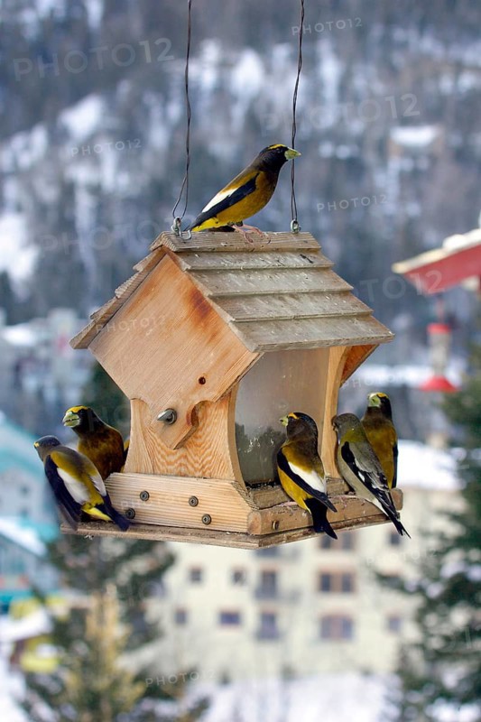 Evening Grosbeak