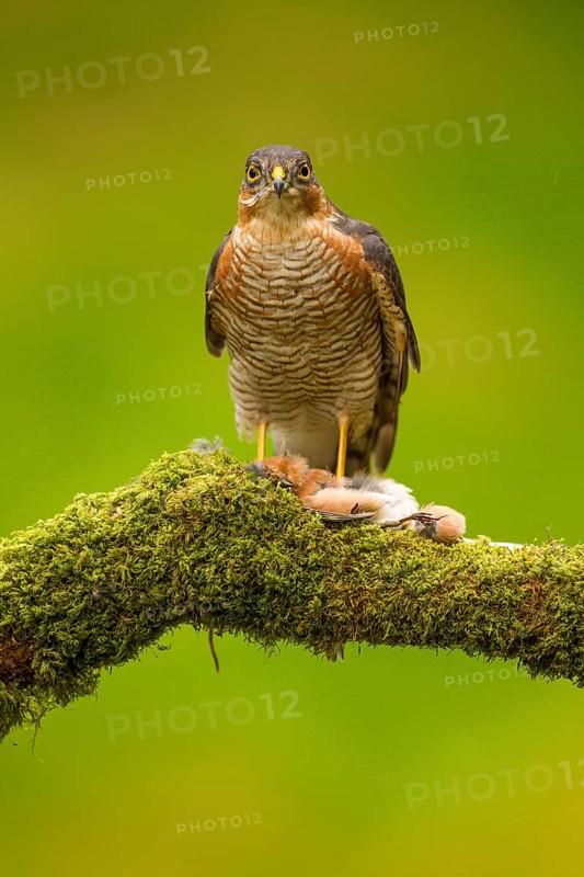 Eurasian sparrowhawk