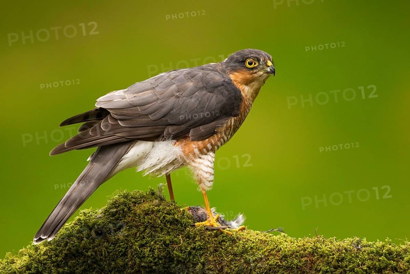 Eurasian sparrowhawk