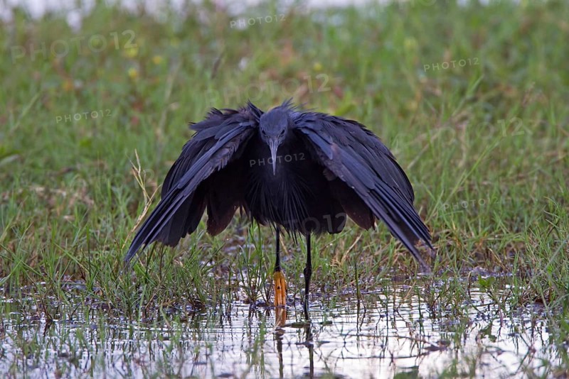 Black black heron