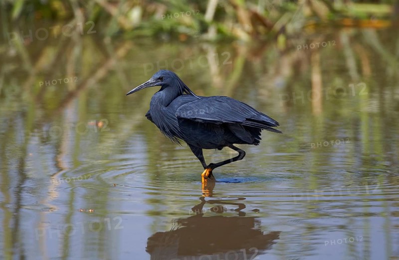 Black black heron