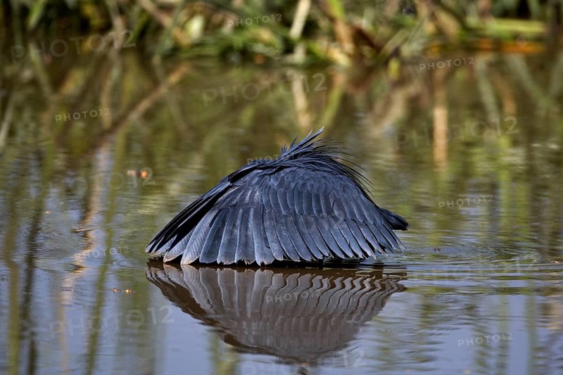Black black heron