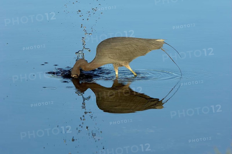 Little blue heron