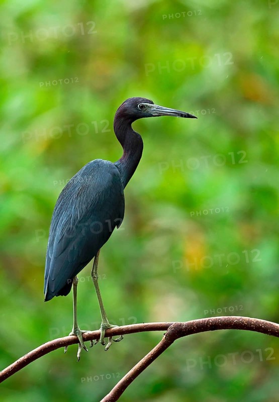 Little Blue Heron