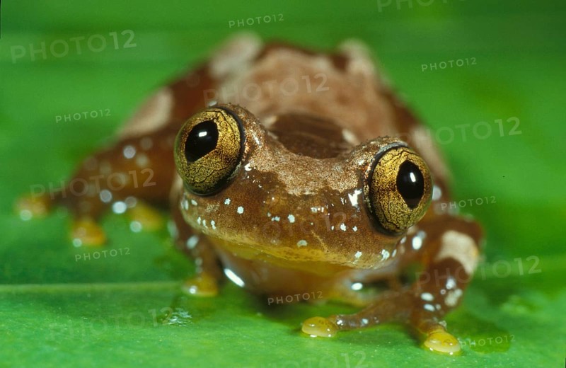 African tree frog