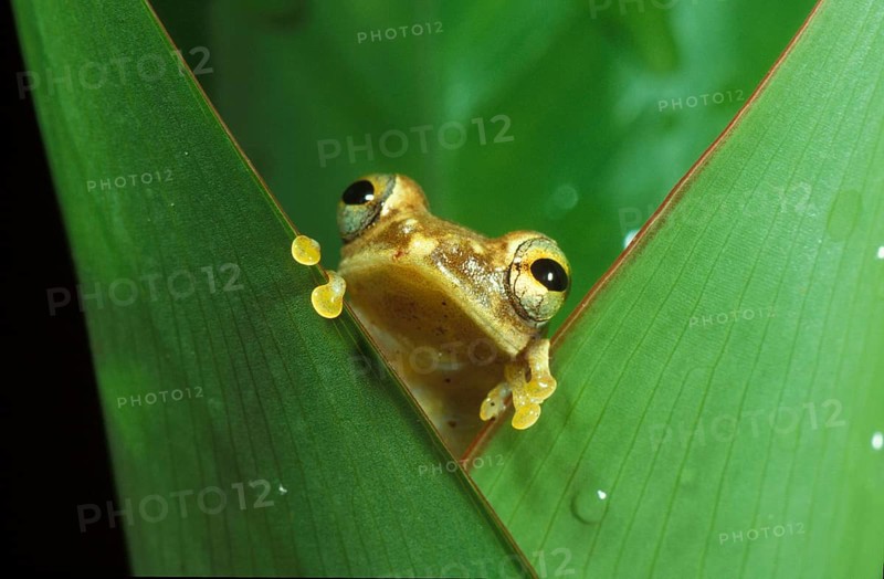 African forest frog