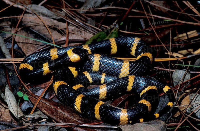 Wolf tooth snake