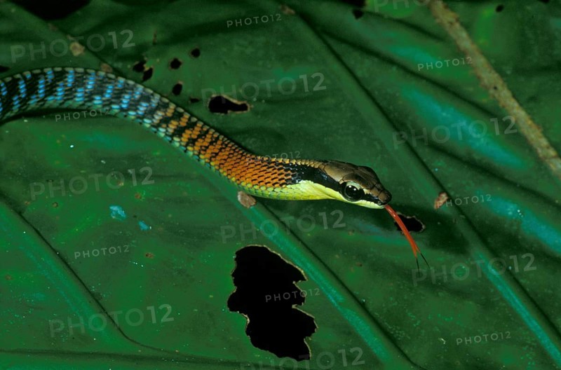 Bronzeback snake