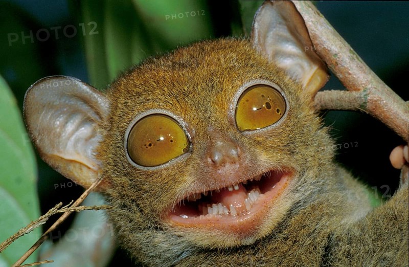 Western Tarsier