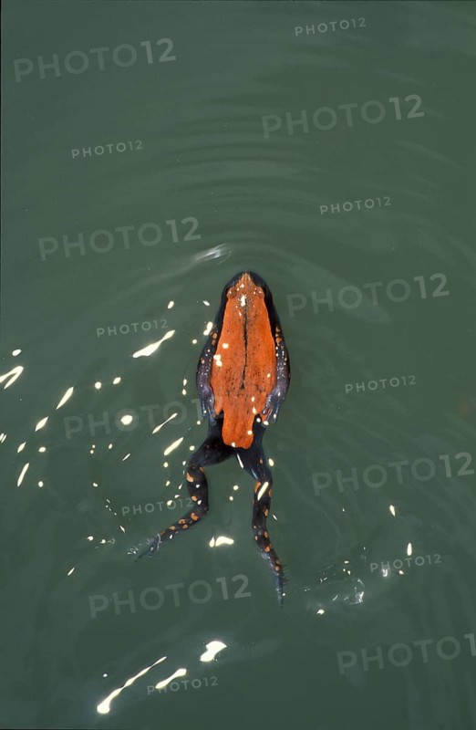 Red backed rubber frog