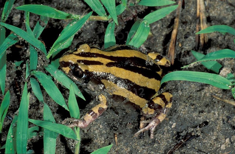 Striped frog