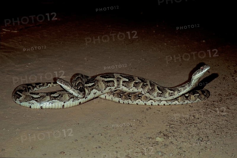 Puff adder pairing