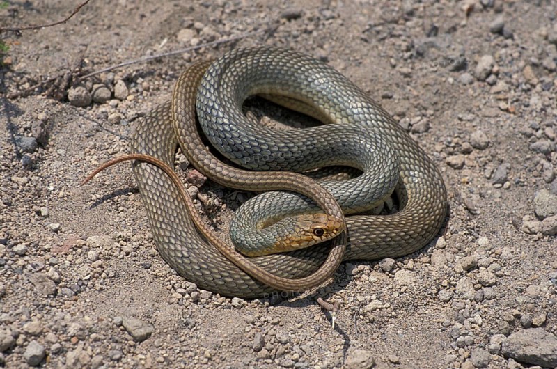 Big whip snake