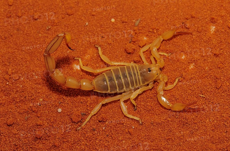 Mediterranean Scorpion