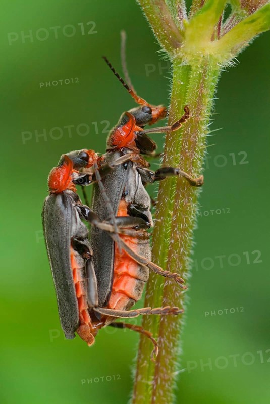 Common soft-shell beetle