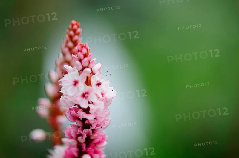 Snail's knotweed