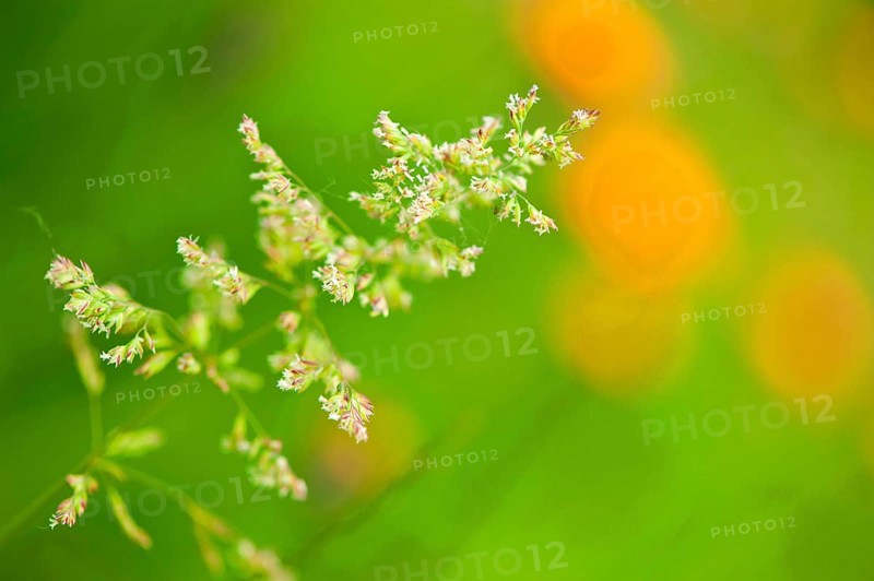 Meadow bluegrass