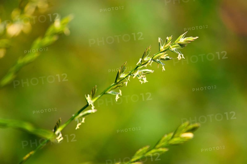 Couch grass