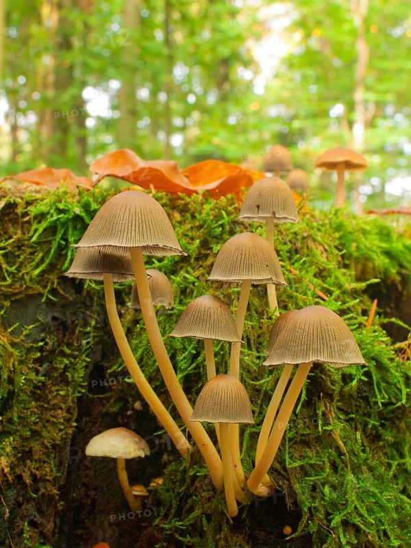 Crumb bonnet