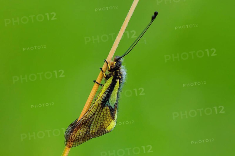 Dragonfly Butterflyhaft