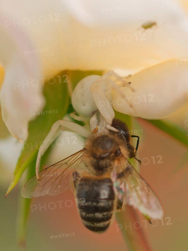 Crab Spider with Bee