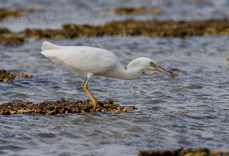 Eastern Reef Egret