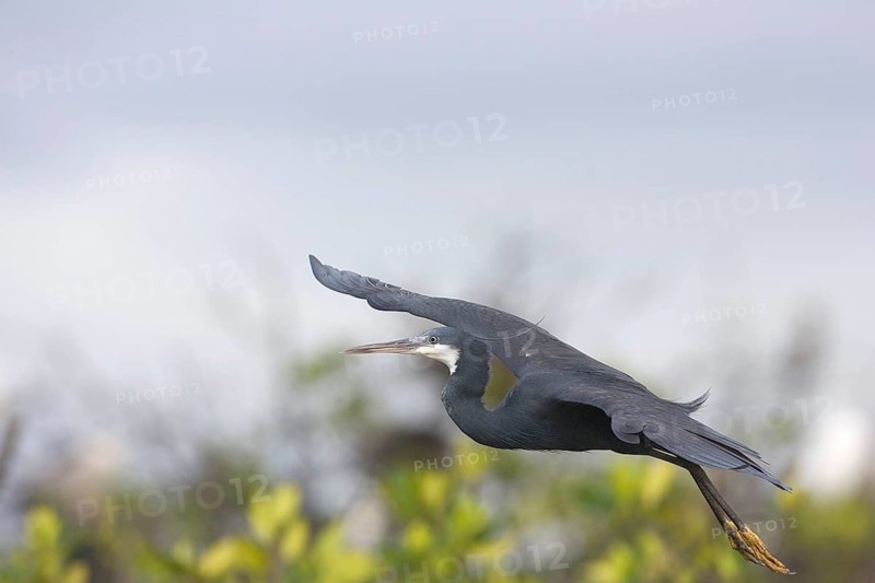 Western reef heron