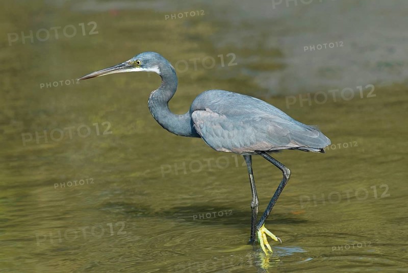 Western reef heron