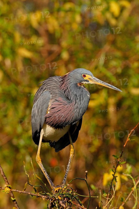 Tricolored heron