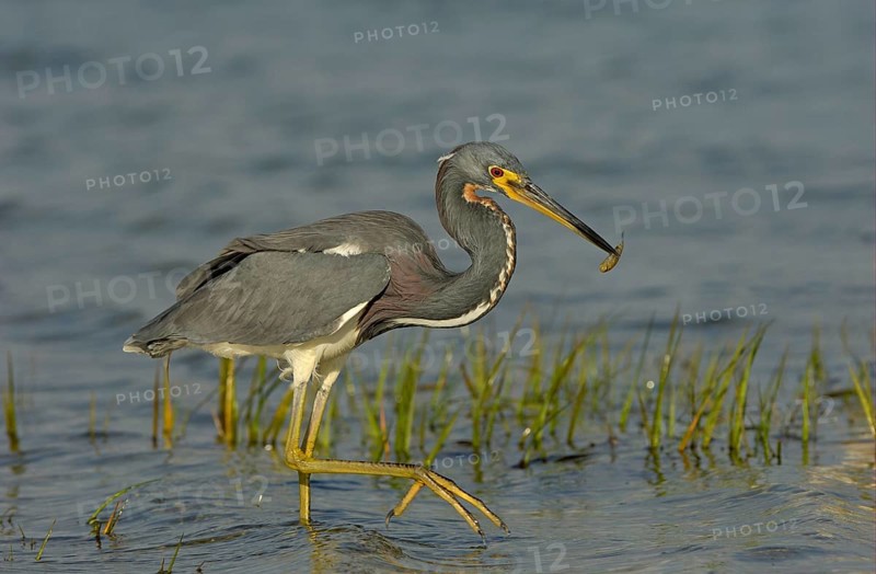 Tricolored heron
